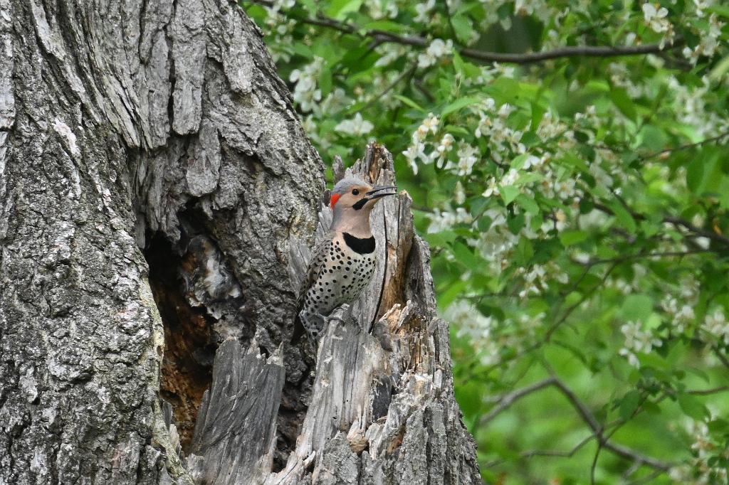 Woodpecker, Northern Flicker, 2025-05087848 Ipswitch River Wildlife Sanctuary, MA.JPG - Northern Flicker. Ipswitch River Wildlife Refuge, MA, 5-8-2025